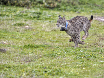 Lince Ibérico en libertad (26-11-2014)