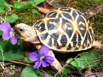 Tortuga estrellada de Madagascar