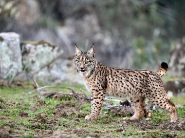 Lince ibérico