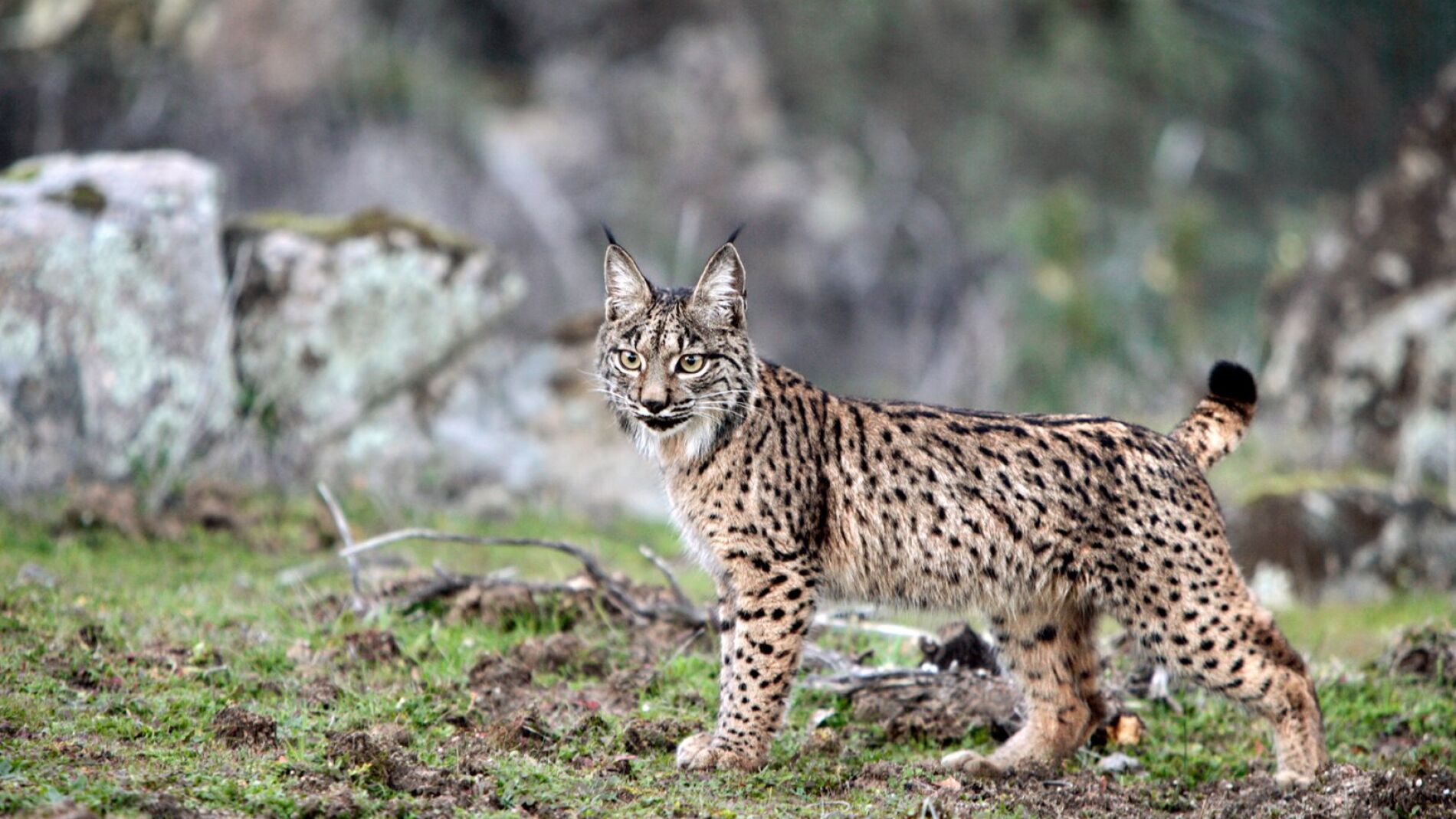 Lince ibérico