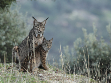 Linces ibéricos