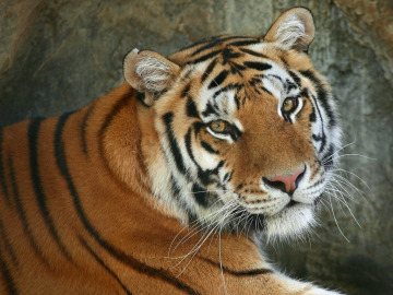  Aumenta un 30% el tigre de bengala en la India