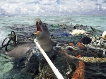 Casi 700 especies de animales marinos sufren los desechos humanos