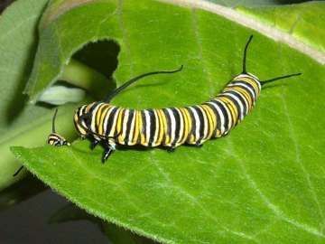 ¿Sabías que los insectos herbívoros influyen en el cambio climático?