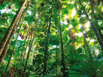 Selva tropical