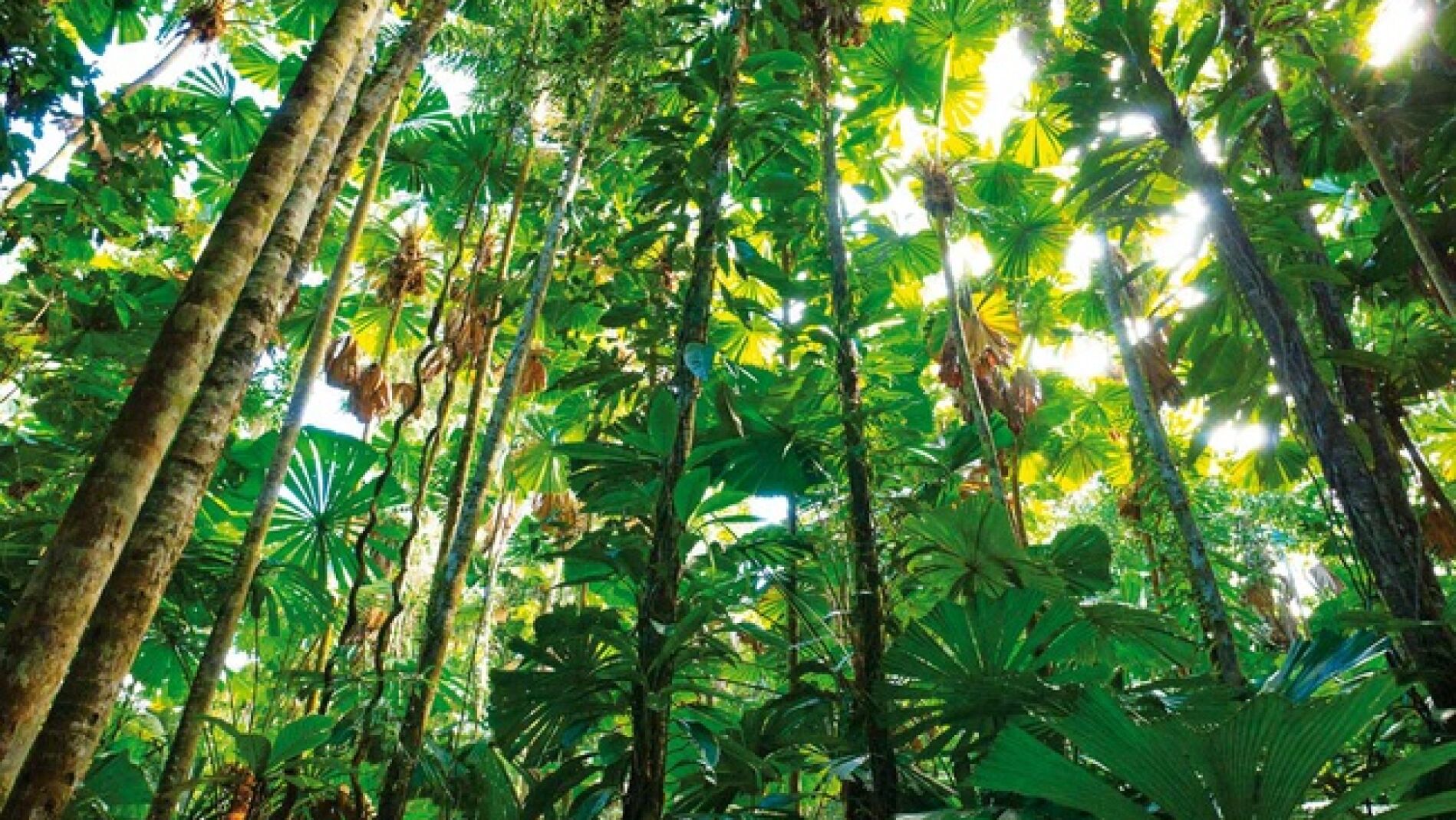 Selva tropical