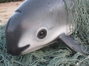 ¿Sabías que solo quedan 97 ejemplares de vaquita marina en el planeta?