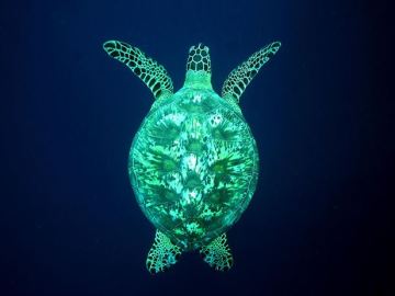 La tortuga verde marina en peligro de extinción