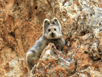 Un 'conejo mágico' vuelve a ser visto en China después de 20 años 