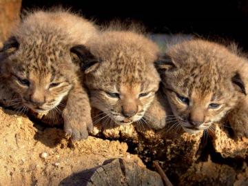 Décimo aniversario del lince en cautividad