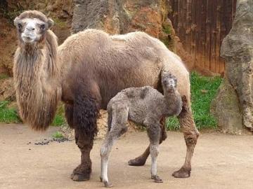 Nace un camello bactriano en Cabárceno 