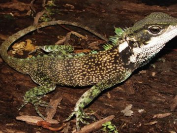 Descubren tres nuevas especies de lagarto con 'forma de dragón'