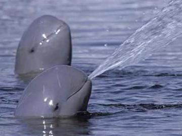 México amplía la protección de la vaquita marina