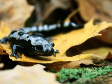 Una de cada seis especies podría extinguirse