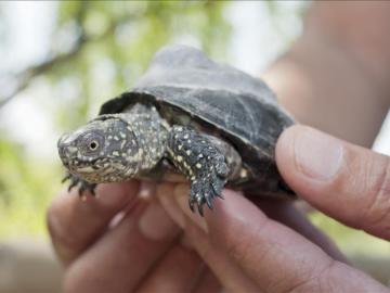 Liberan 70 ejemplares de tortuga lago en Girona para recuperar la especie