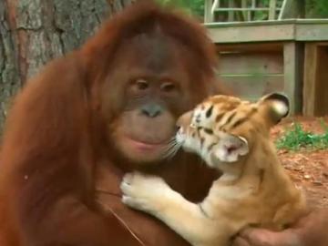 Un orangután cuida a tres tigres en un safari de EEUU