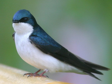 Golondrina