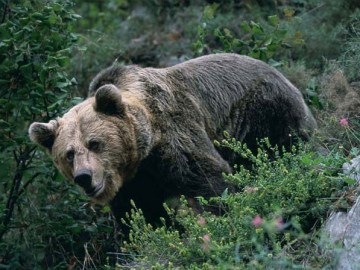 Oso pardo en la naturaleza.