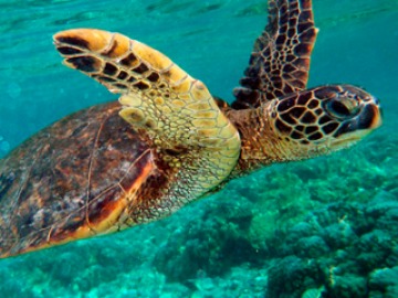 Animales marinos en peligro de extinción