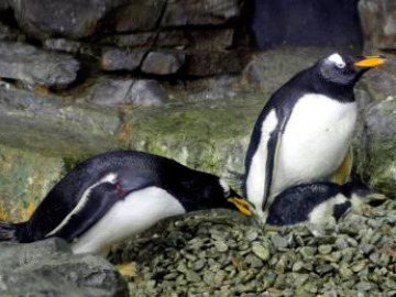Ejemplares de pingüino Juanito
