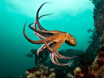 Foto de un pulpo, de Richard Salas, en una captura de web