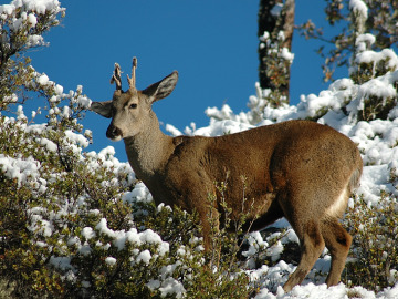 Huemul, una especie de ciervo en peligro de extinción