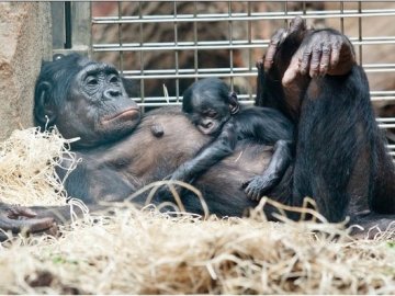 Una cría de bonobo emociona a los visitantes de un zoo Frankfurt