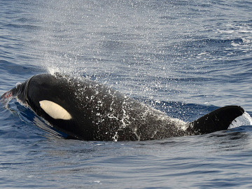 Una de las orcas avistas cerca de El Hierro