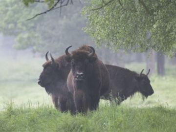 Bisontes en Atapuerca