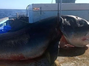 Tiburón tigre de seis metros capturado en Australia