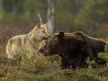 Conoce la amistad entre una loba y un oso pardo