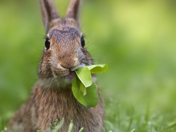 Conejo