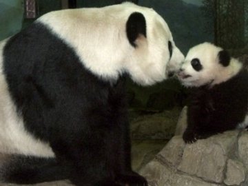 Mei Xiang con su primera cría