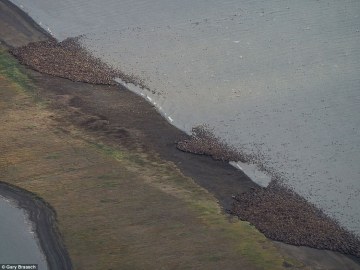 El calentamiento del planeta continúa derritiendo el hielo del mar Ártico