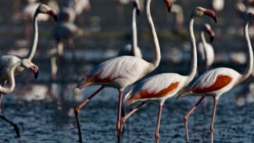 Flamencos