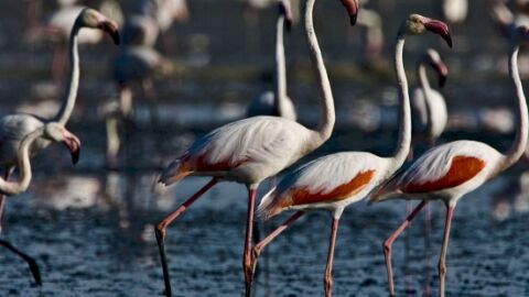 Flamencos
