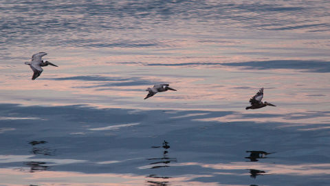Aves marinas Aves marinas