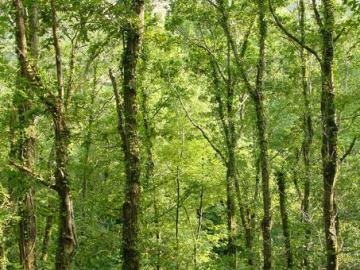 La Tierra perdió en 25 años una superficie de bosques del tamaño de Sudáfrica