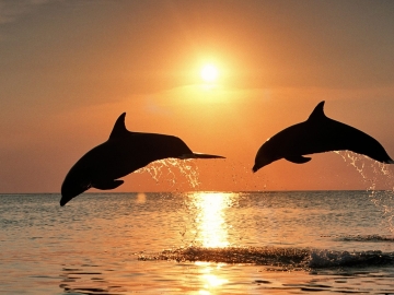 Delfines