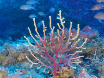 Descubren bosques de coral negro en el canal de Mallorca