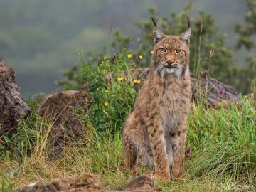 ¿Sabías que el lince boreal vivía en el norte de la península ibérica?