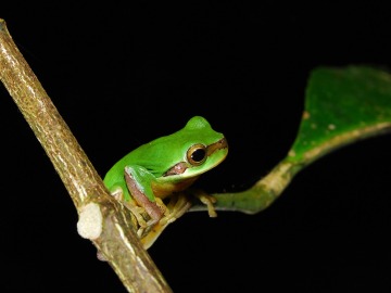 Rana arborícola japonesa