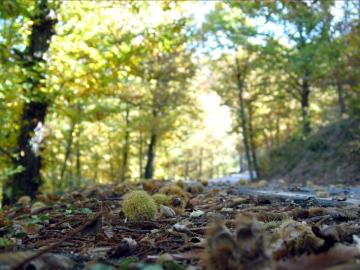 Paisaje de árboles