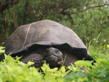 Tortuga "cheledonis porteri"