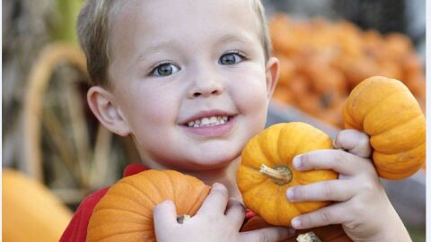 ¿Conoces los beneficios que tiene la calabaza? ¿Conoces los beneficios que tiene la calabaza?