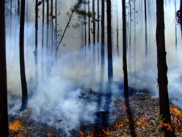 WWF pide al Gobierno y a las CCAA que comiencen a preparar la campaña contra incendios 2016 