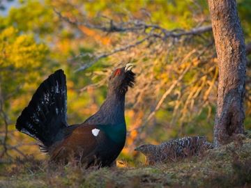 SEO/BirdLife y WWF reclaman medidas para evitar la desaparición del urogallo 