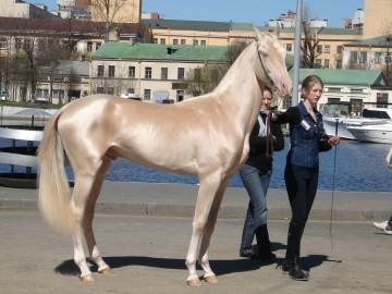 Descubrimos al caballo más bonito del mundo