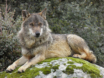 Lobo ibérico