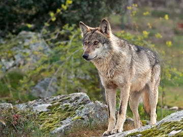 Lobo ibérico